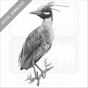 Yellow-Crowned Night Heron