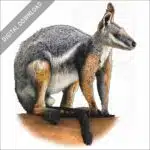 Yellow-Footed Rock Wallaby stock image