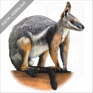 Yellow-Footed Rock Wallaby stock image