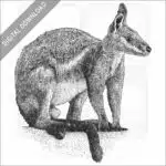 Yellow-Footed Rock Wallaby
