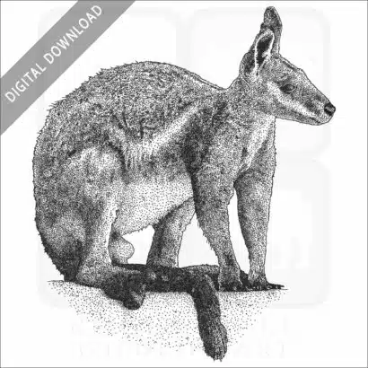 Yellow-Footed Rock Wallaby