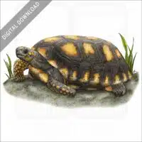 Yellow-Footed Tortoise stock image