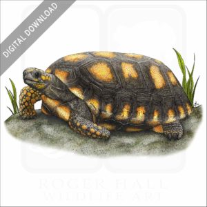 Yellow-Footed Tortoise stock image