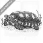 Yellow-Footed Tortoise