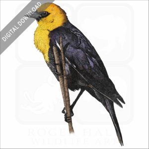 Yellow-Headed Blackbird stock image