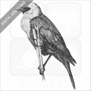 Yellow-Headed Blackbird