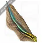 Yellow-Headed Day Gecko stock image