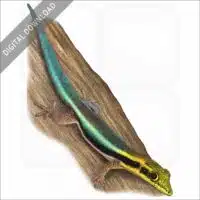 Yellow-Headed Day Gecko stock image