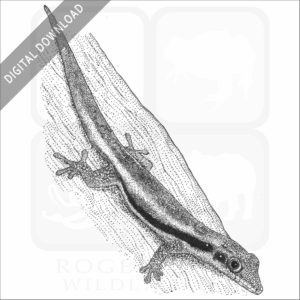 Yellow-Headed Day Gecko