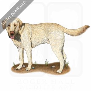 Yellow Labrador Retriever stock image
