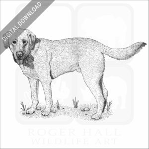 Yellow Labrador Retriever