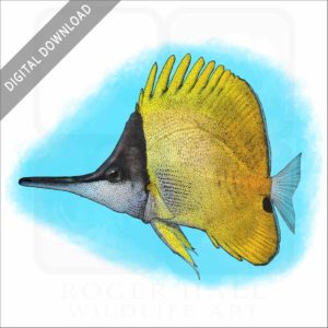 Yellow Longnose Butterflyfish stock image