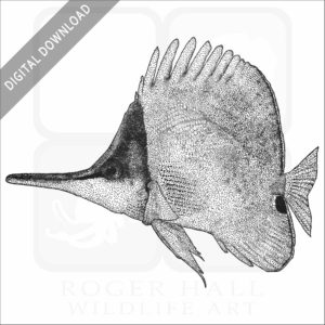 Yellow Longnose Butterflyfish