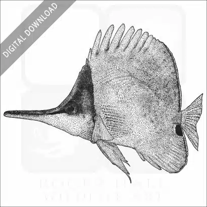 Yellow Longnose Butterflyfish