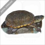 Yellow Mud Turtle stock image