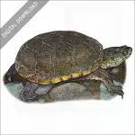 Yellow Mud Turtle stock image