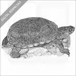 Yellow Mud Turtle