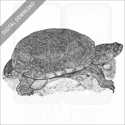 Yellow Mud Turtle