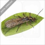 Yellow Sally Stonefly stock image