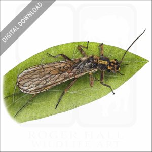 Yellow Sally Stonefly stock image