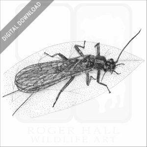 Yellow Sally Stonefly