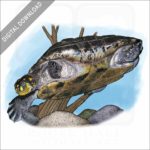 Yellow-Spotted Amazon River Turtle stock image