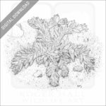 Yellow Stonecrop stock image