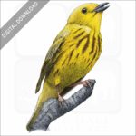 American Yellow Warbler stock image