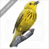 American Yellow Warbler stock image