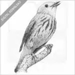 American Yellow Warbler