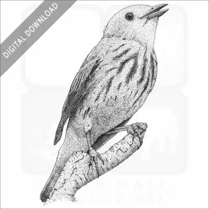 American Yellow Warbler