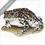 Yosemite Toad stock image