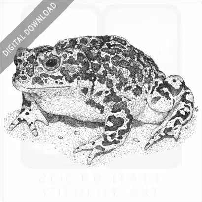 Yosemite Toad