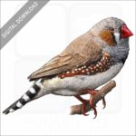 Zebra Finch stock image