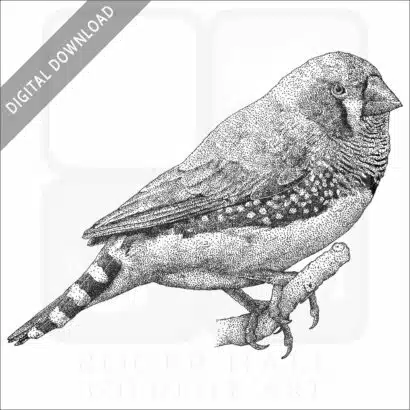 Zebra Finch