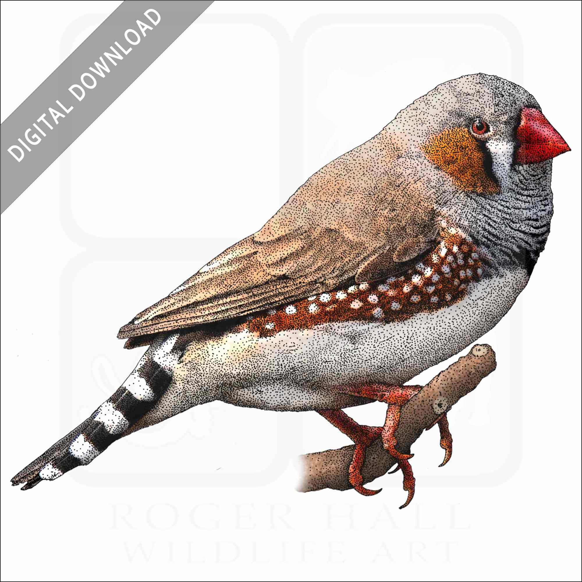 Zebra Finch Zebra Finch stock image