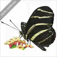 Zebra Longwing Butterfly stock image