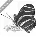 Zebra Longwing Butterfly