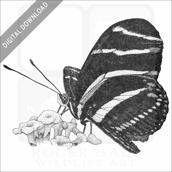 Zebra Longwing Butterfly