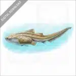 Zebra Shark stock image