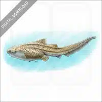 Zebra Shark stock image