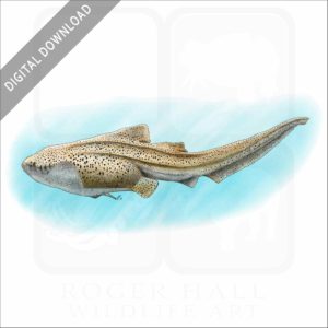 Zebra Shark stock image