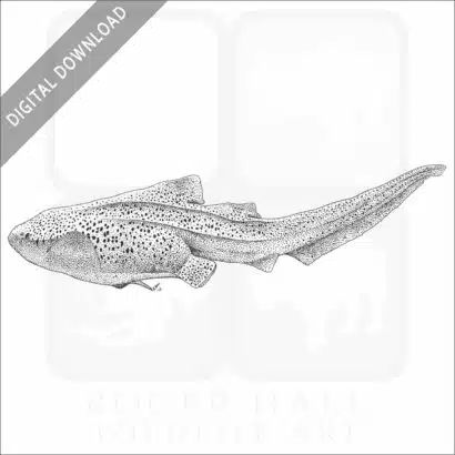 Zebra Shark