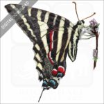 Zebra Swallowtail Butterfly stock image
