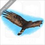 Zone-Tailed Hawk stock image