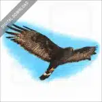 Zone-Tailed Hawk stock image