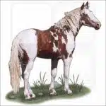 American Mustang illustration