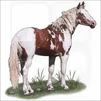 American Mustang illustration