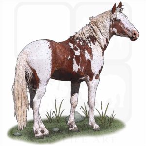 American Mustang illustration
