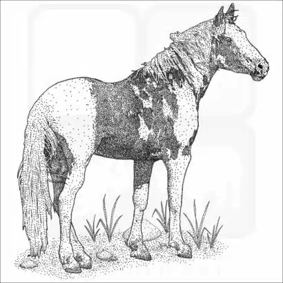American Mustang